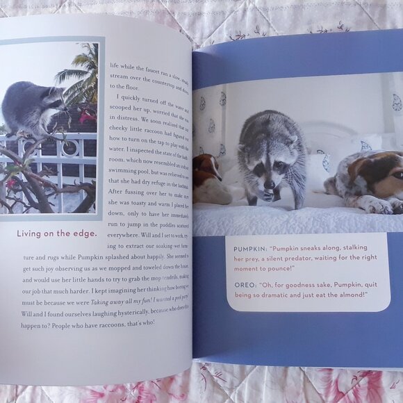 Pumpkin The Raccoon Book - Picture 9 of 9